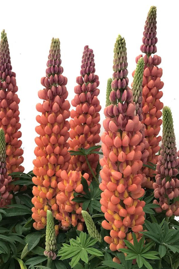 Flower bloom spikes of the Lupinus 'Terracotta' perennial in mass. ©Hoffie Nursery