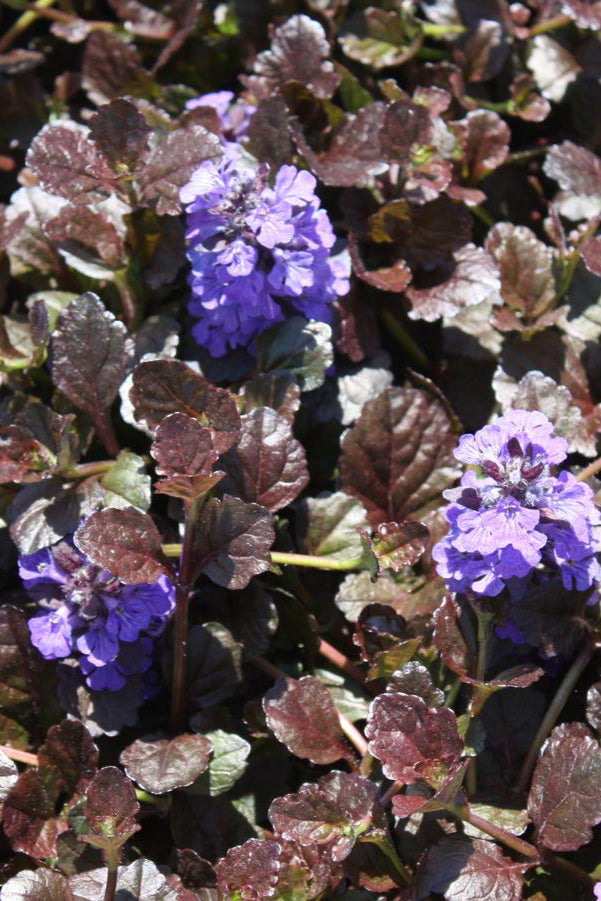Ajuga 'Black Scallop' up close showing the burgundy leaves and purple flower ©Hoffie Nursery