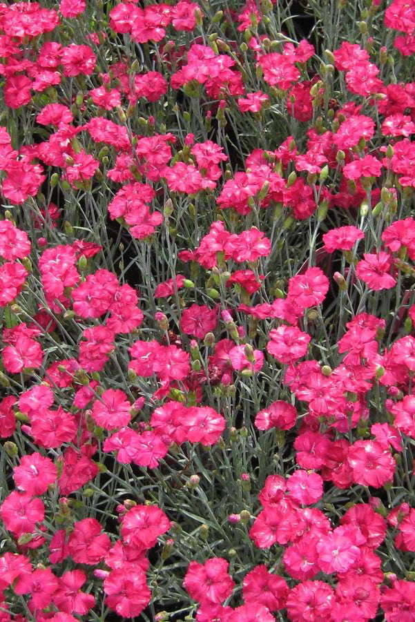 Dianthus 'Frosty Fire' in full bloom and planted in mass, with its bright red Fuchsia flowers ©Hoffie Nursery