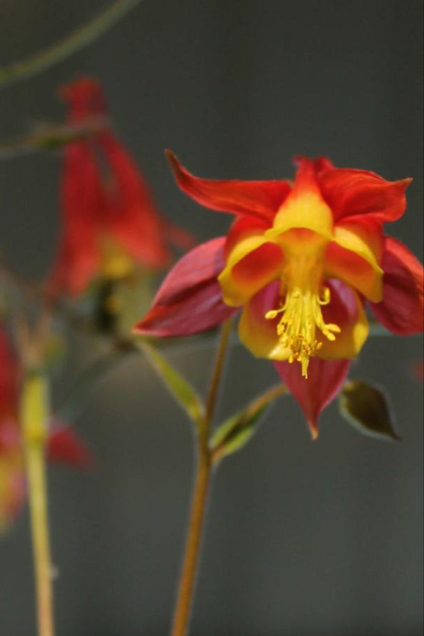Aquilegia canadensis up close red and yellow flower ©Hoffie Nursery