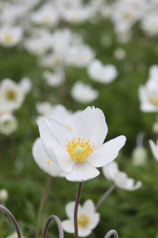 Anemone sylvestris open white bloom up close ©Hoffie Nursery