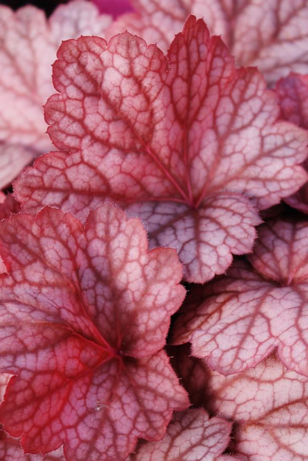 Heuchera 'Georgia Peach' up close with auburn red leaves ©Hoffie Nursery