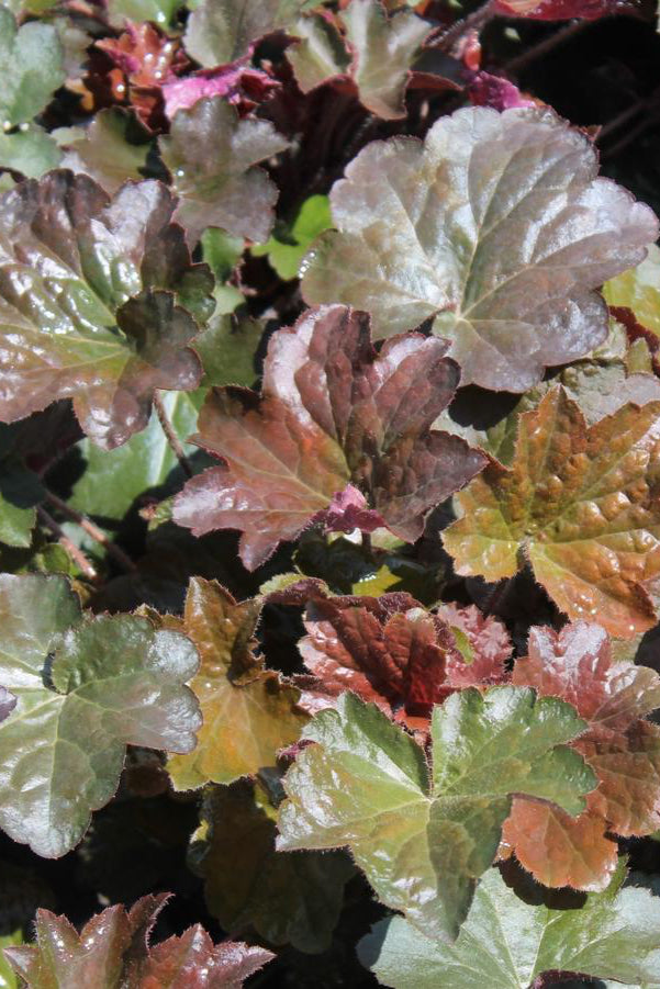 detail image of the burgundy leaves of the Heuchera 'Palace Purple' ©Hoffie Nursery