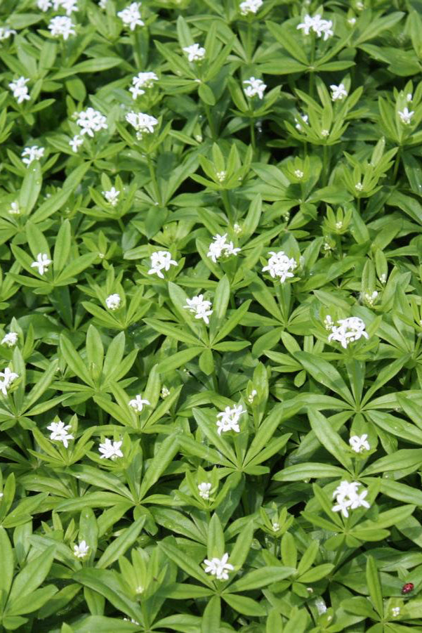 bright green waxy like leaves and white flowers of Galium odoratum ground cover ©Hoffie Nursery