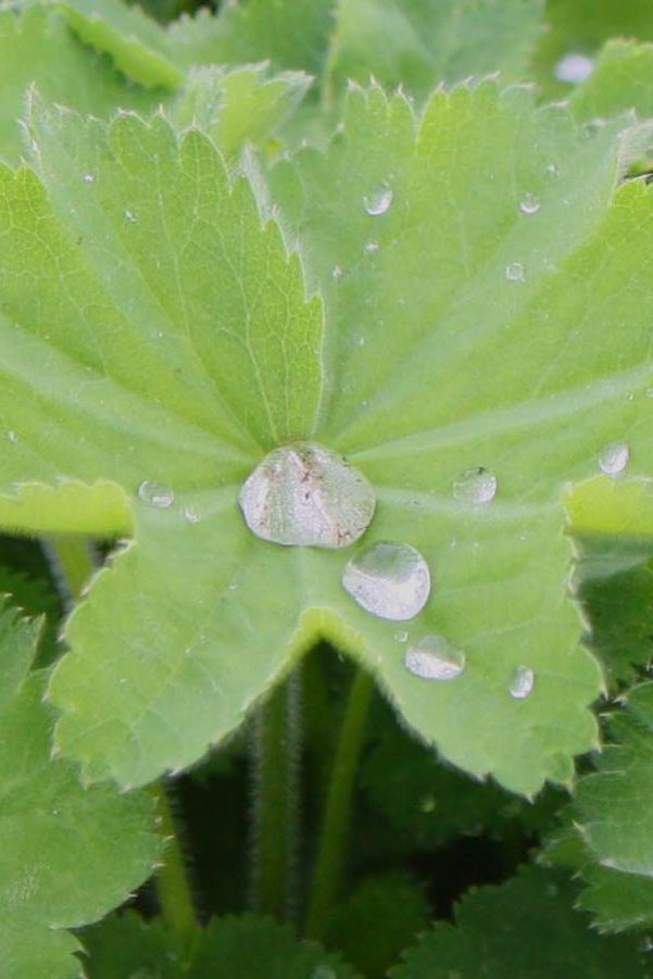 Water droplets on a leaf of Alchemilla mollis ©Hoffie Nursery