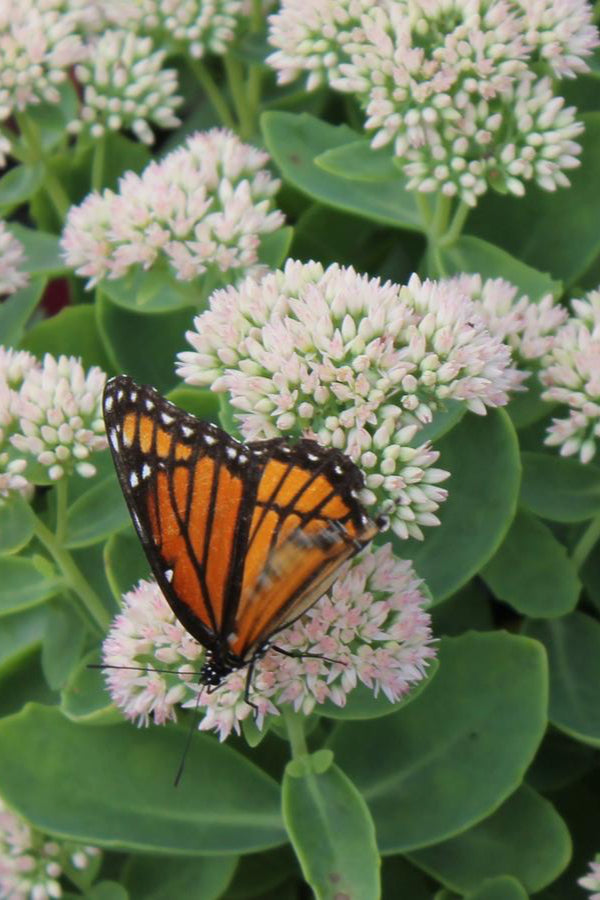 Sedum 'Autumn Fire' in bud form, up close and with a butterfly ©Hoffie Nursery