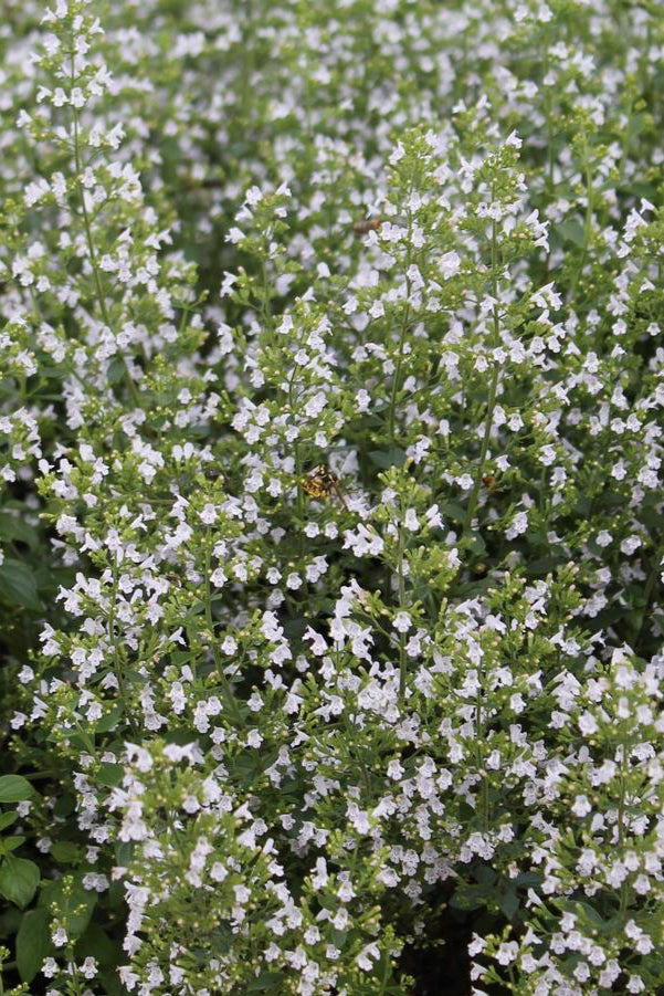 Calamintha var. nepeta in bloom en masse ©Hoffie Nursery