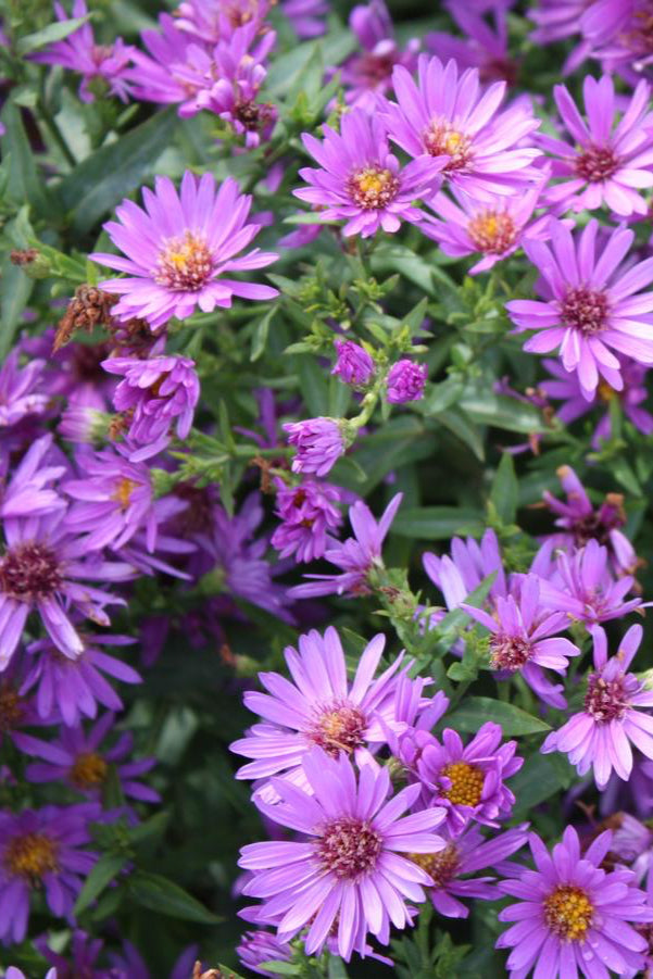 A patch of Aster 'Wood's Purple' in full bloomed ©Hoffie Nursery