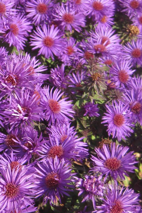 Aster 'Purple Dome' flower up close and in bloom ©Hoffie Nursery