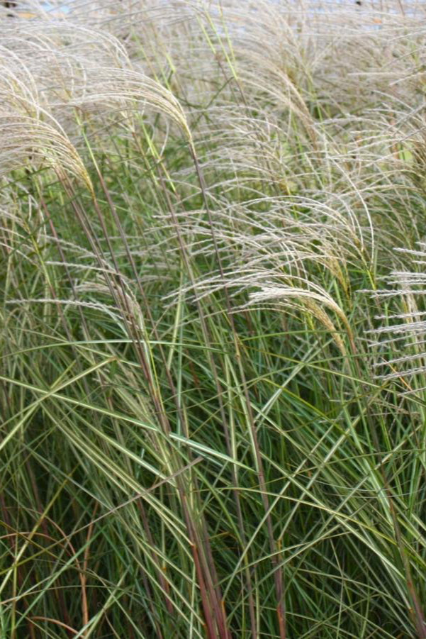 Miscanthus 'Graziella' showing the upright green blades and plumes planted in mass. ©Hoffie Nursery