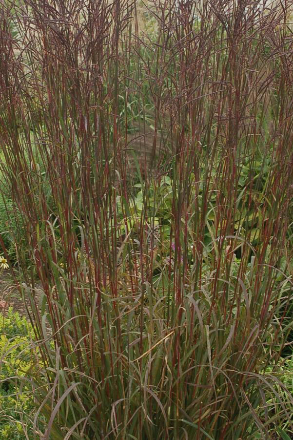 Andropogon 'Red October' in peak color in the middle of a full green garden. ©Hoffie Nusery