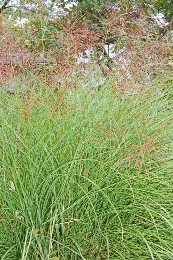 Miscanthus 'Gracillimus' at its full form and planted in mass in a landscape ©Hoffie Nursery