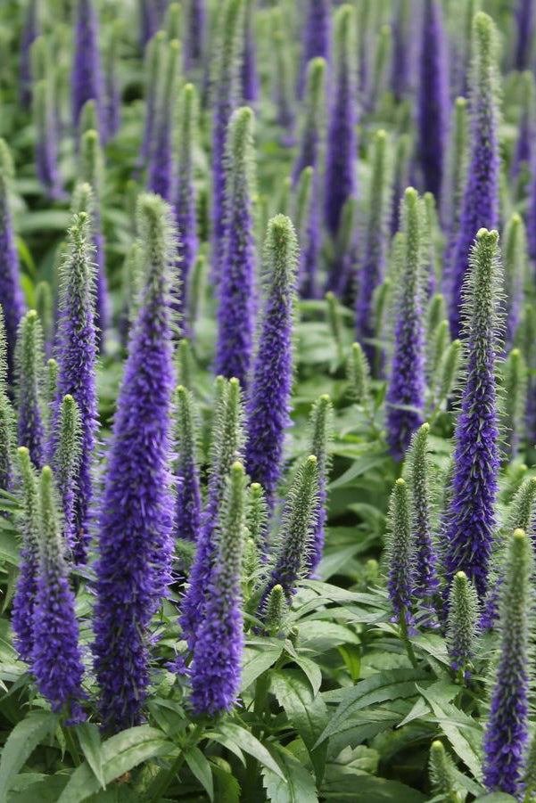 Veronica 'Royal Candles' in bloom and planted in multiples focusing on the purple bloom. ©Hoffie Nursery