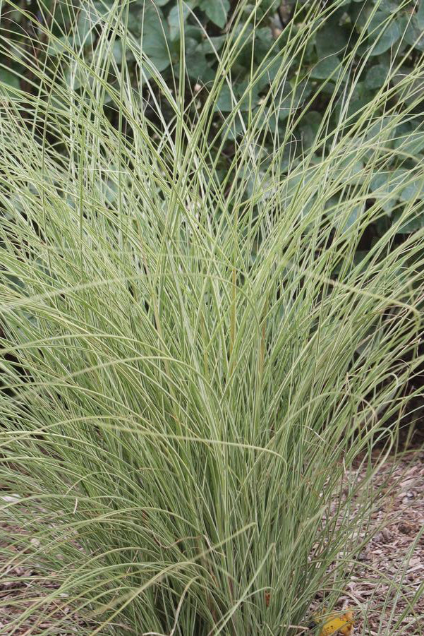 The variegated white and green leaves of the Miscanthus 'Morning Light' ©Hoffie Nursery
