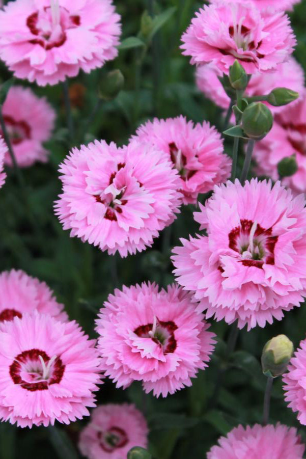 The bright fuchsia flowers of the Dianthus 'Pop Star' in full bloom ©Hoffie Nursery