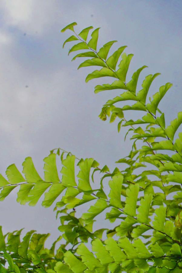 Detail image of the delicate leaves of the Adiantum maidenhair fern ©Hoffie Nursery
