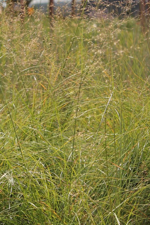 Sporobolus heterolepsis planted in mass with the blades in the wind ©Hoffie Nursery