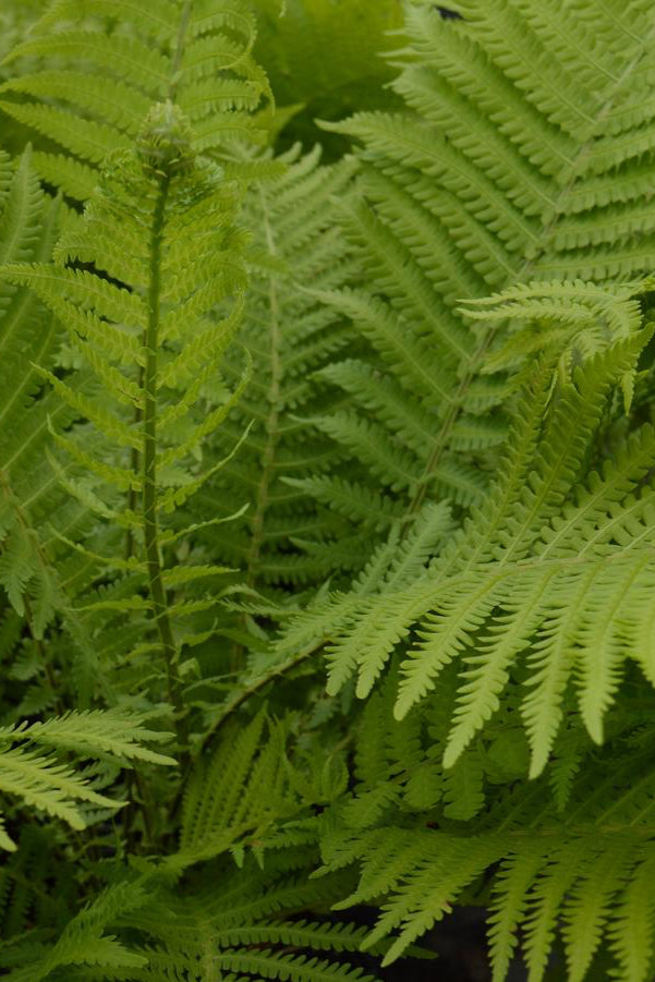 Detail of the serrated green fronds of the Matteussia "Ostrich Fern" ©Hoffie Nursery