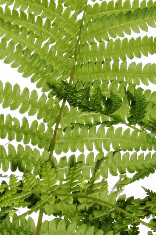 Osmunda cinnamomea detail of a leaf ©Hoffie Nursery