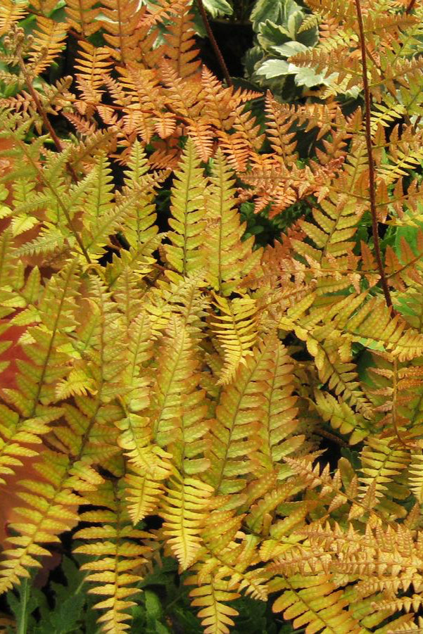 The Dryopteris 'Brilliance' leaves showing autumnal shades of rust and yellow chartreuse. . ©Hoffie Nursery