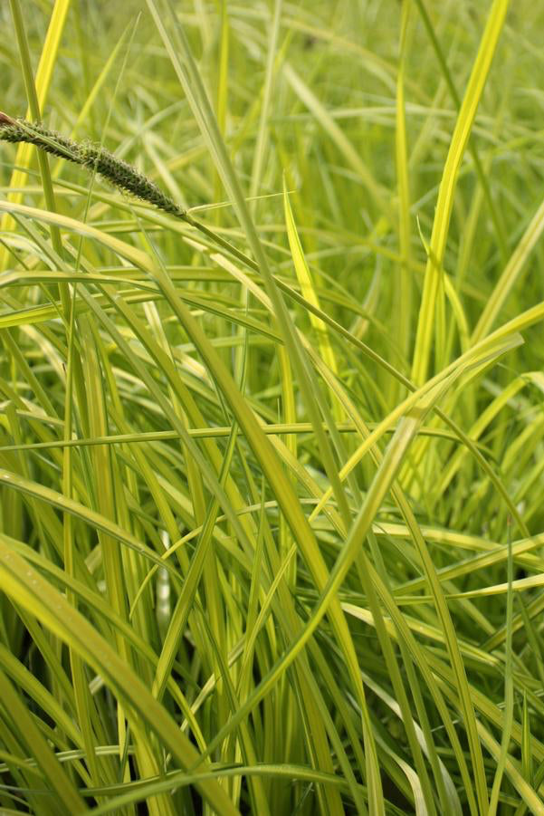 Carex 'Bowles Golden' en masse with its bright yellow foliage with green margins. @Hoffie Nursery