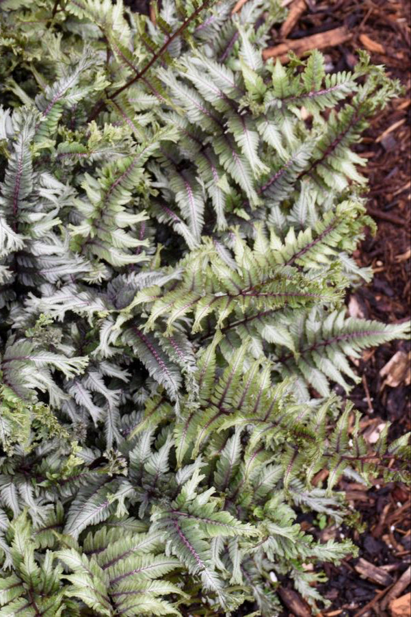 Anthyrium 'Crested Surf' showing off its sexy and frilly burgundy and silver foliage.  ©Hoffie Nursery