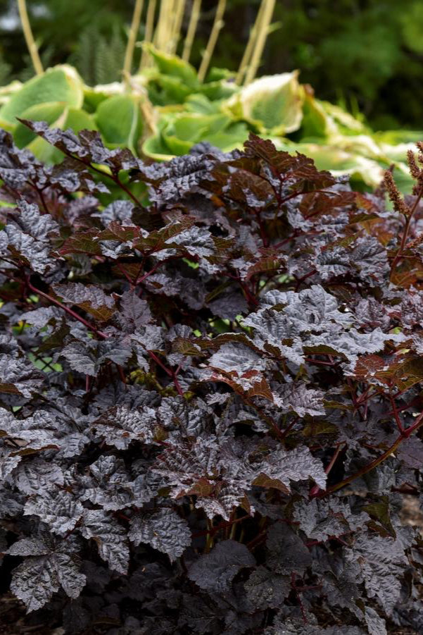 Astilbe 'Dark Side of the Moon' in bloom with its dark leaves ©Hoffie Nursery