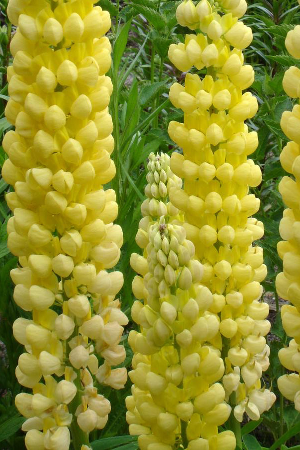 Lupinus 'Desert Sun' planted in mass showing the yellow flowers up close ©Hoffie Nursery