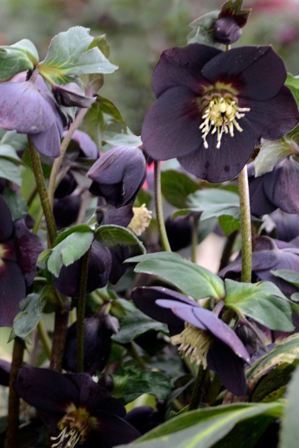 Helleborus 'New York Night' dark purple black flowers up close ©Hoffie Nursery