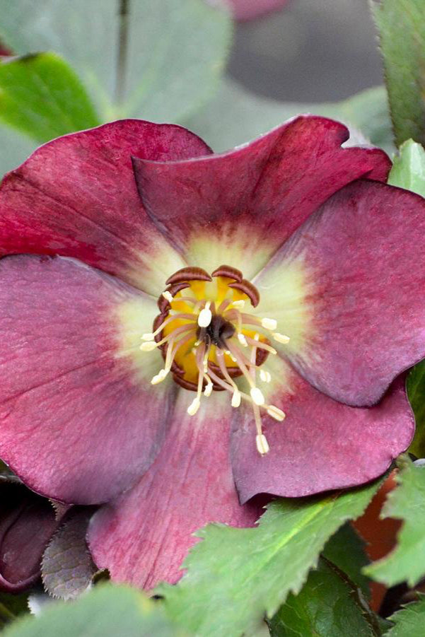 Helleborus 'Rome in Red' showing the dark Burgundy flower up close ©Hoffie Nursery