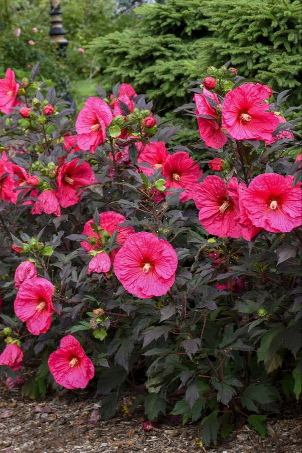 The huge hot pink open blooms of the Hibiscus 'Evening Rose' shrubs planted in multiple in a garden ©Hoffie Nursery