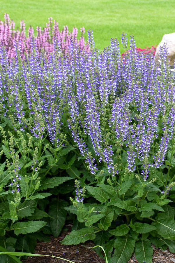 Saliva 'Azure Snow' planted in mass and blooming. ©Hoffie Nursery