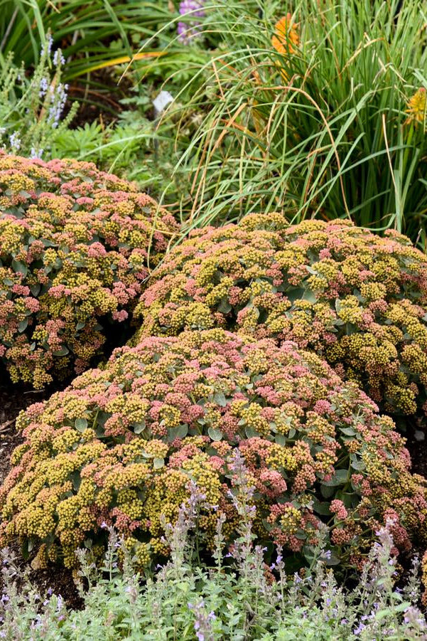 Balls of Sedum 'Rock 'n Grow Coraljade' Sedum plants in a garden setting with other greenery. ©Hoffie Nursery