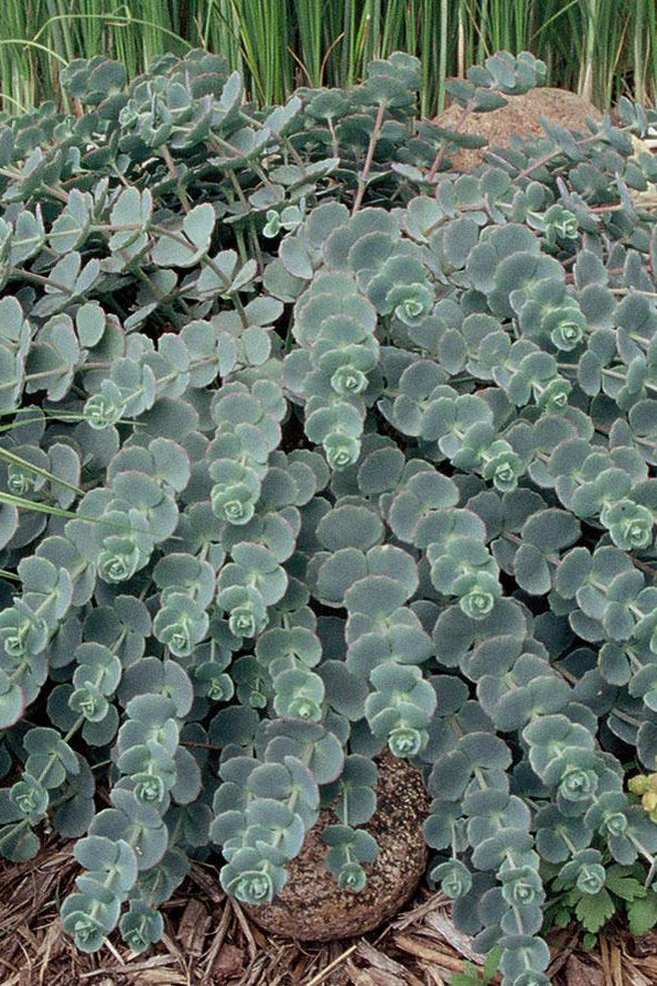 Sedum sieboldii with its blue green thick round leaves ©Hoffie Nursery