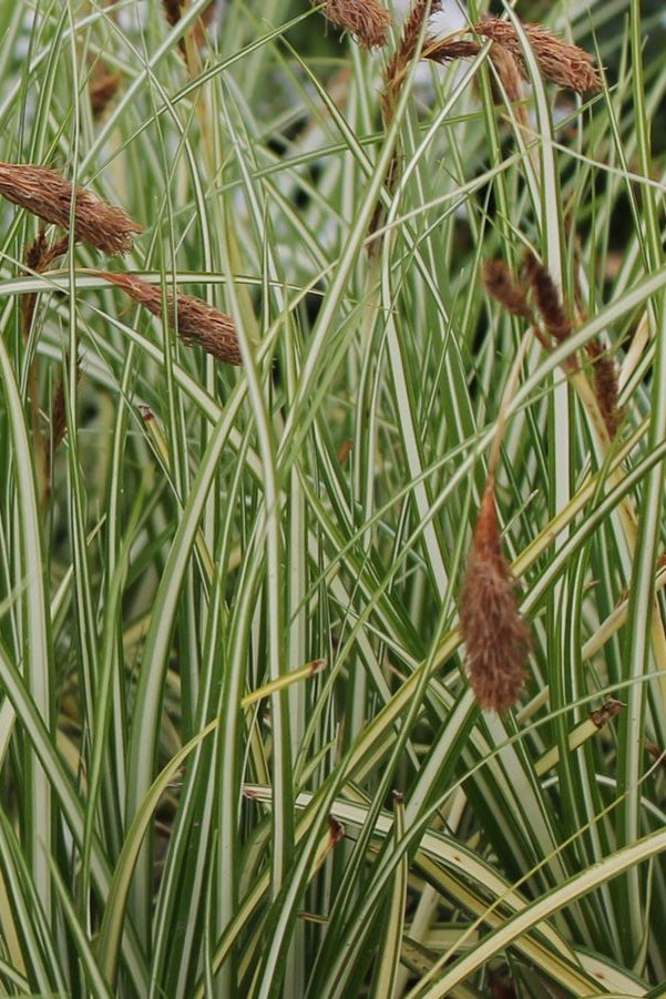 Carex 'Evergold' up close with its bright yellow with green margin arching blades ©Hoffie Nursery