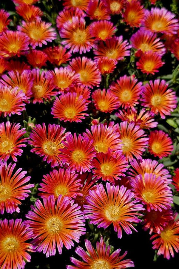 Delosperma 'Orange Glow' planted in mass and blooming like a carpet of color ©Hoffie Nursery
