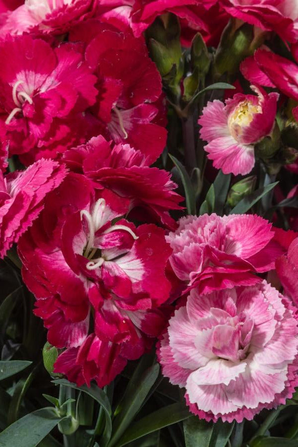 Close-up of Dianthus 'Milk Cherry' pink and red carnations with green leaves. ©Hoffie Nursery