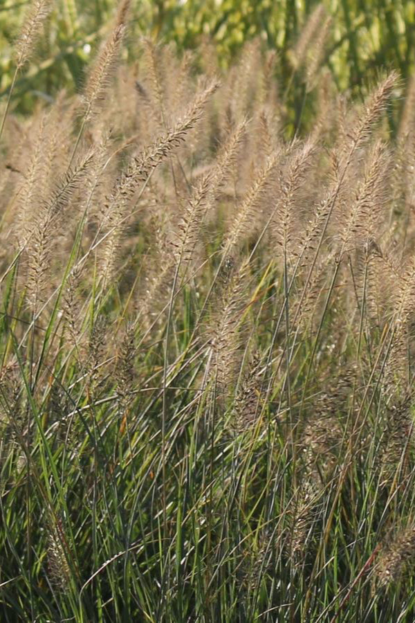 The dainty green grass blades and seed plumes planted in mass of Pennisetum 'Hameln' ©Hoffie Nursery