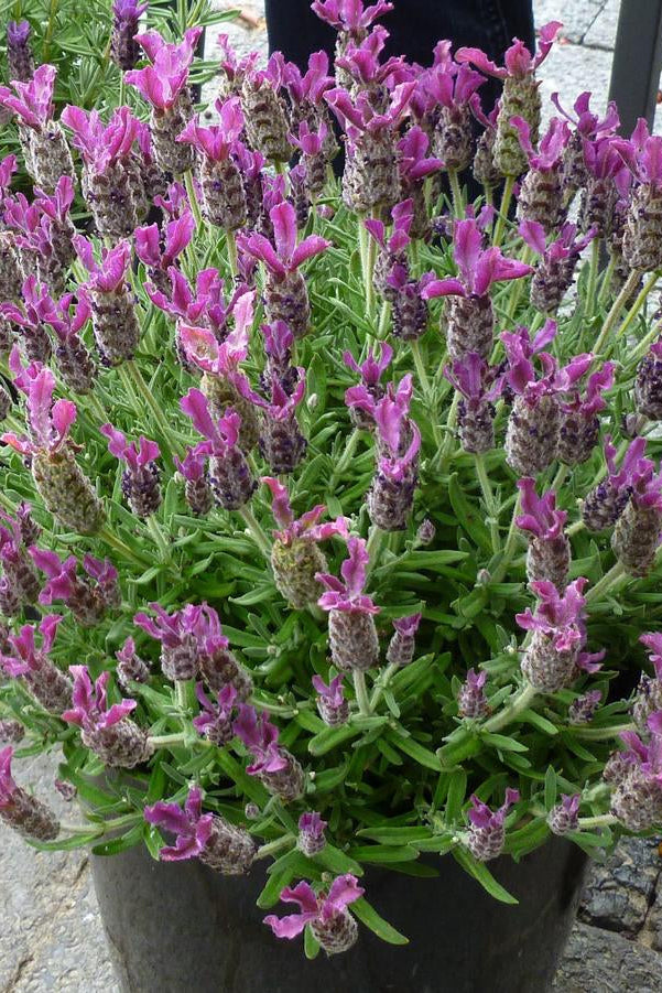 Potted Lavandula s. 'Bandera Deep Rose' plant with purple flowers on a stone pavement ©Hoffie Nursery