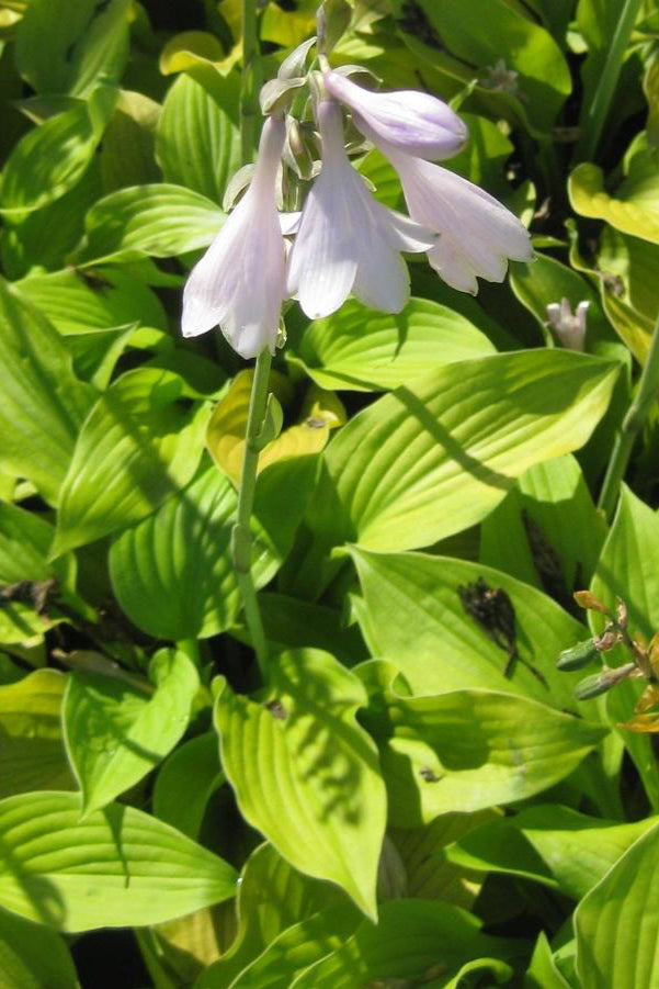 Hosta 'August Moon' with bright yellow green heart shaped leaves planted in mass and in bloom ©Hoffie Nursery