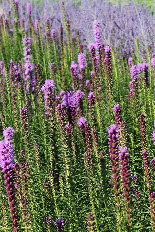Liatris spicata in full bloom and in multiples in a field©Hoffie Nursery