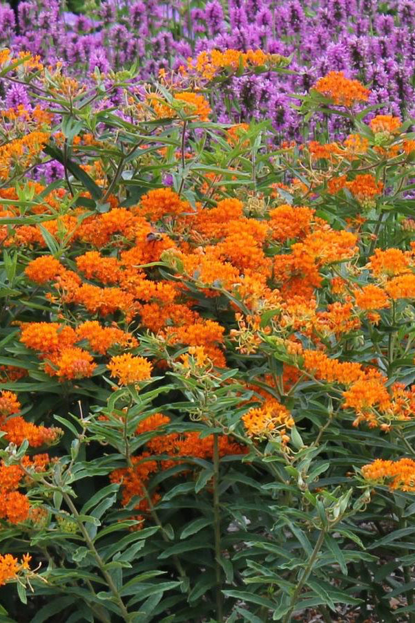 a field of Asclepias tuberose up close and in full orange bloom and Liatris behind ©Hoffie Nursery