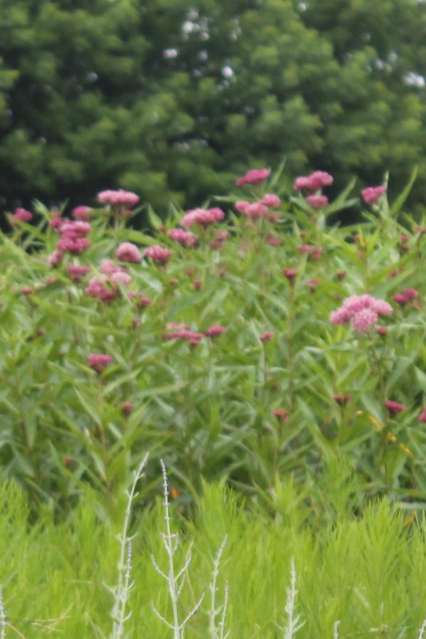 Asclepias 'Cinderella' in bloom with pink flowers up close with multiple in a garden ©Hoffie Nursery