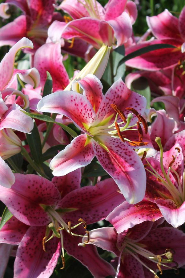 The bright pink bloom of the 'Stargazer' lily planted in mutiples ©Hoffie Nursery
