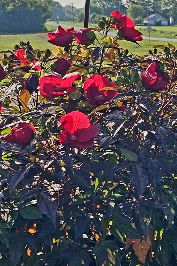 The massive deep red flower of Hibiscus 'Midnight Marvel' planted in a landscape ©Hoffie Nursery