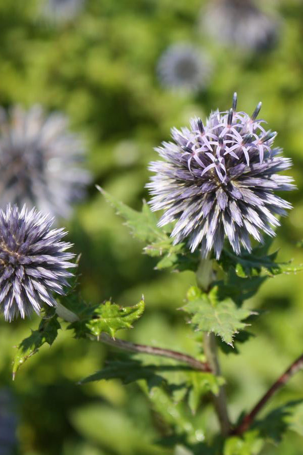 Detail of Globe thistle Echinops ritro white/ purple pom pom flower ©Hoffie Nursery