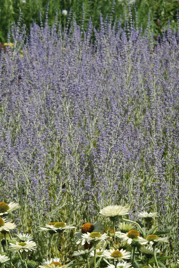 The bright lavender flower spikes of "Russian Sage" planted in mass in a naturalized landscape ©Hoffie Nursery