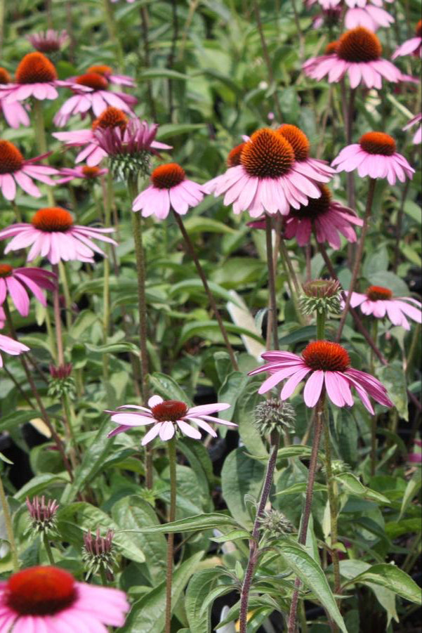 The bright purple petals and dark orange centers of the Echinacea 'Ruby Star' bloom planted in mass in a garden ©Hoffie Nursery