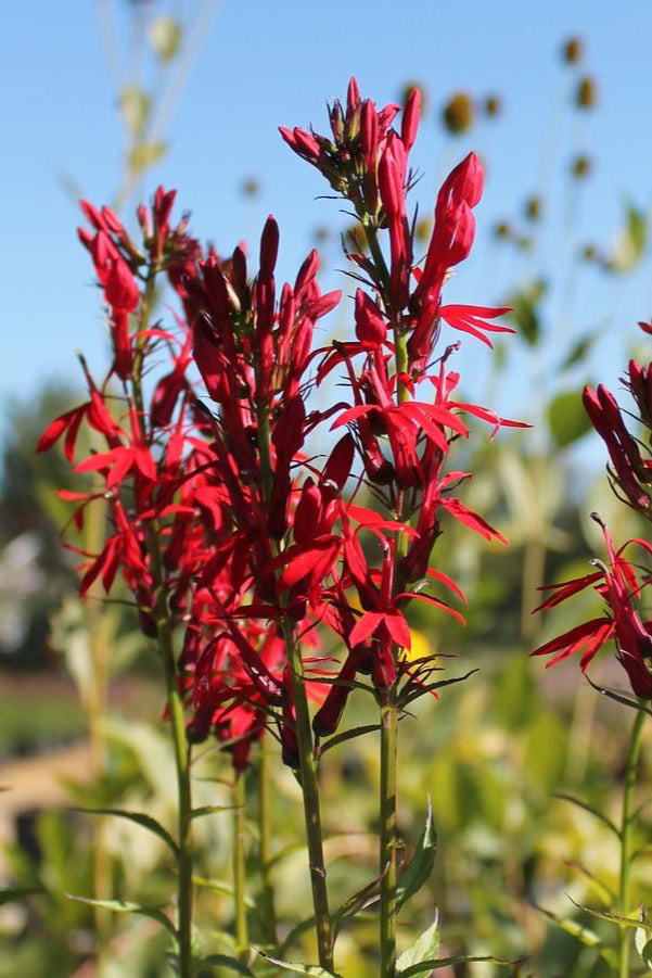 The bright cardinal red bloom of Lobelia cardinalis planted in mass in a garden. ©Hoffie Nursery