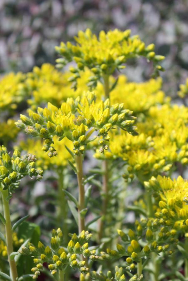 Sedum 'Blue Spruce' detail picture of the yellow flowers. ©Hoffie Nursery